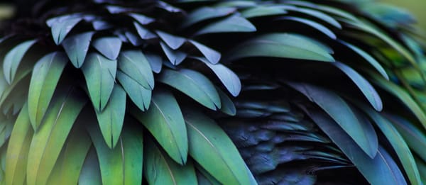 Parrot feathers